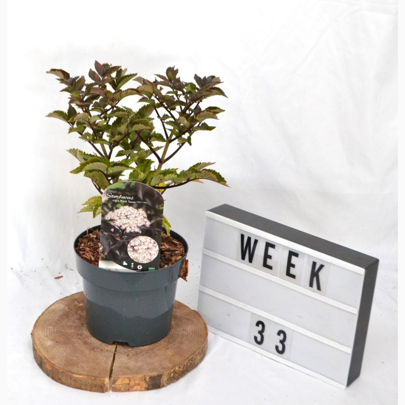 Fläder – Sambucus nigra 'Black Tower'® - C3 20-40 CM